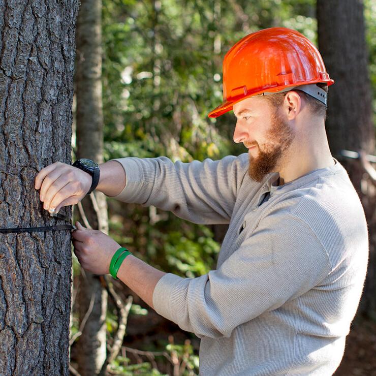 Forest Technology